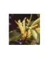 SWEET CHESNUT -  ESENCIA FLORAL BACH/KORTE 15 ml.