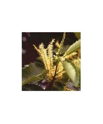 SWEET CHESNUT -  ESENCIA FLORAL BACH/KORTE 15 ml.