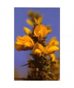 GORSE -  ESENCIA FLORAL BACH/KORTE 15 ml.