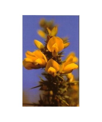 GORSE -  ESENCIA FLORAL BACH/KORTE 15 ml.