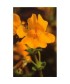 MIMULUS -  ESENCIA FLORAL BACH/KORTE 15 ml.