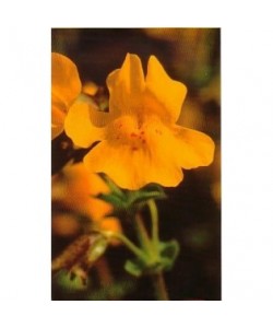 MIMULUS -  ESENCIA FLORAL BACH/KORTE 15 ml.