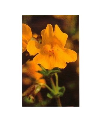 MIMULUS -  ESENCIA FLORAL BACH/KORTE 15 ml.