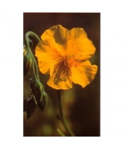 ROCK ROSE -  ESENCIA FLORAL BACH/KORTE 15 ml.