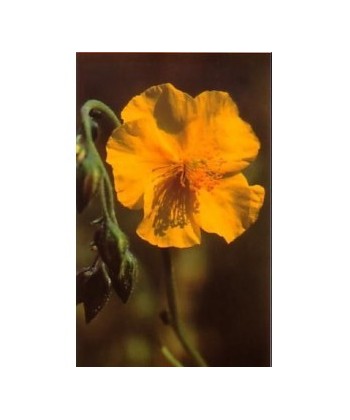 ROCK ROSE -  ESENCIA FLORAL BACH/KORTE 15 ml.