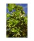 SCHLERANTHUS -  ESENCIA FLORAL BACH/KORTE 15 ml.