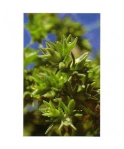SCHLERANTHUS -  ESENCIA FLORAL BACH/KORTE 15 ml.