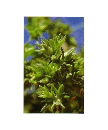 SCHLERANTHUS -  ESENCIA FLORAL BACH/KORTE 15 ml.