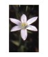 STAR OF BETHLEM -  ESENCIA FLORAL BACH/KORTE 15 ml.