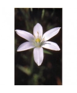 STAR OF BETHLEM -  ESENCIA FLORAL BACH/KORTE 15 ml.