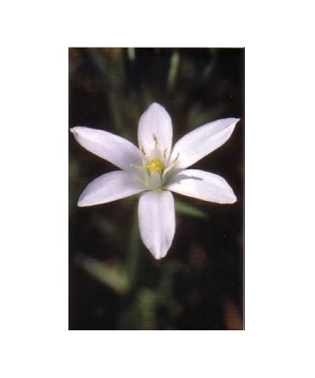 STAR OF BETHLEM -  ESENCIA FLORAL BACH/KORTE 15 ml.