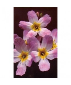 WATER VIOLET -  ESENCIA FLORAL BACH/KORTE 15 ml.