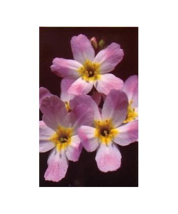 WATER VIOLET -  ESENCIA FLORAL BACH/KORTE 15 ml.