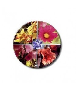 RQ5 -  ESENCIA FLORAL BACH/KORTE 30 ml.(RESCATE ELIXIR DE URGENCIA