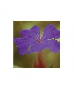 CERATO -  ESENCIA FLORAL BACH/KORTE 15 ml.