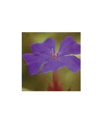 CERATO -  ESENCIA FLORAL BACH/KORTE 15 ml.