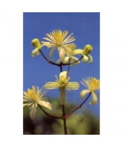 CLEMATIS -  ESENCIA FLORAL BACH/KORTE 15 ml.