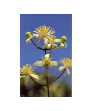 CLEMATIS -  ESENCIA FLORAL BACH/KORTE 15 ml.