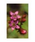 GENTIAN -  ESENCIA FLORAL BACH/KORTE 15 ml.