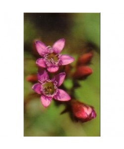 GENTIAN -  ESENCIA FLORAL BACH/KORTE 15 ml.