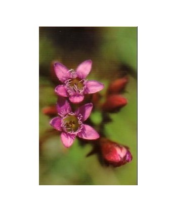GENTIAN -  ESENCIA FLORAL BACH/KORTE 15 ml.