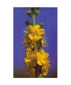 AGRIMONY -  ESENCIA FLORAL BACH/KORTE 15 ml.