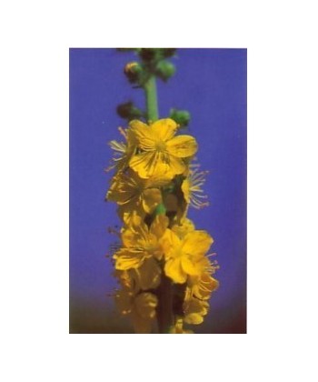 AGRIMONY -  ESENCIA FLORAL BACH/KORTE 15 ml.