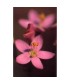 CENTAURY -  ESENCIA FLORAL BACH/KORTE 15 ml.