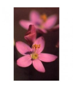 CENTAURY -  ESENCIA FLORAL BACH/KORTE 15 ml.