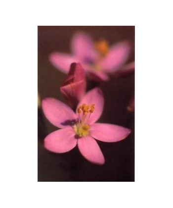 CENTAURY -  ESENCIA FLORAL BACH/KORTE 15 ml.