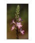 VERBAIN -  ESENCIA FLORAL BACH/KORTE 15 ml.