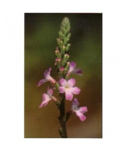 VERBAIN -  ESENCIA FLORAL BACH/KORTE 15 ml.