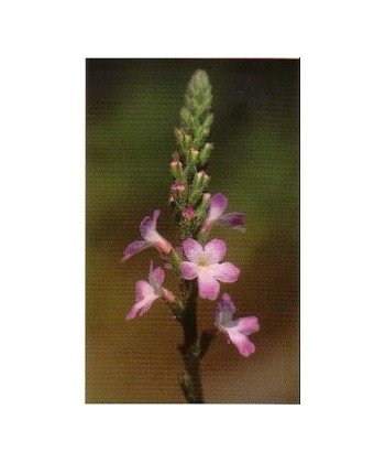 VERBAIN -  ESENCIA FLORAL BACH/KORTE 15 ml.