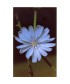 CHICORY -  ESENCIA FLORAL BACH/KORTE 15 ml.