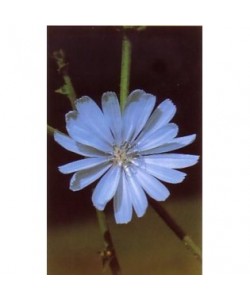 CHICORY -  ESENCIA FLORAL BACH/KORTE 15 ml.