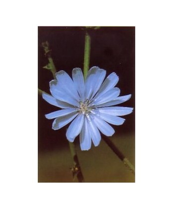 CHICORY -  ESENCIA FLORAL BACH/KORTE 15 ml.
