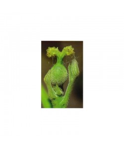 WALNUT -  ESENCIA FLORAL BACH/KORTE 15 ml.