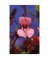 IMPATIENS -  ESENCIA FLORAL BACH/KORTE 15 ml.
