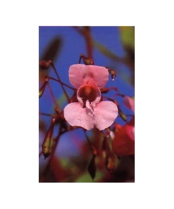 IMPATIENS -  ESENCIA FLORAL BACH/KORTE 15 ml.