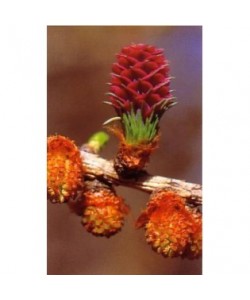 WALNUT -  ESENCIA FLORAL BACH/KORTE 15 ml.
