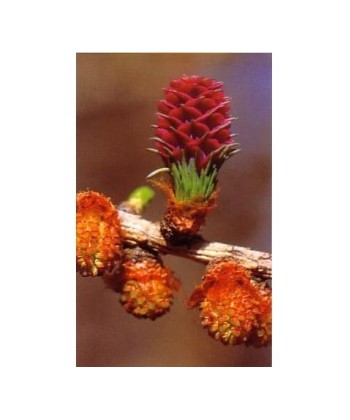WALNUT -  ESENCIA FLORAL BACH/KORTE 15 ml.