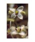 OLIVE -  ESENCIA FLORAL BACH/KORTE 15 ml.