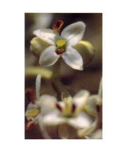 OLIVE -  ESENCIA FLORAL BACH/KORTE 15 ml.