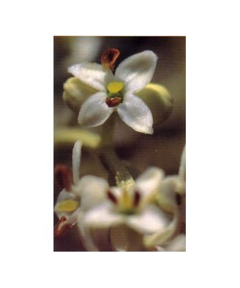 OLIVE -  ESENCIA FLORAL BACH/KORTE 15 ml.