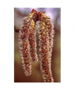 ASPEN -  ESENCIA FLORAL BACH/KORTE 15 ml.