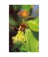 BEECH -  ESENCIA FLORAL BACH/KORTE 15 ml.