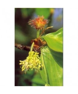 BEECH -  ESENCIA FLORAL BACH/KORTE 15 ml.
