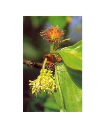 BEECH -  ESENCIA FLORAL BACH/KORTE 15 ml.