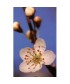 CHERRY PLUM -  ESENCIA FLORAL BACH/KORTE 15 ml.