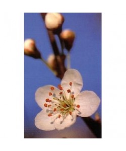 CHERRY PLUM -  ESENCIA FLORAL BACH/KORTE 15 ml.